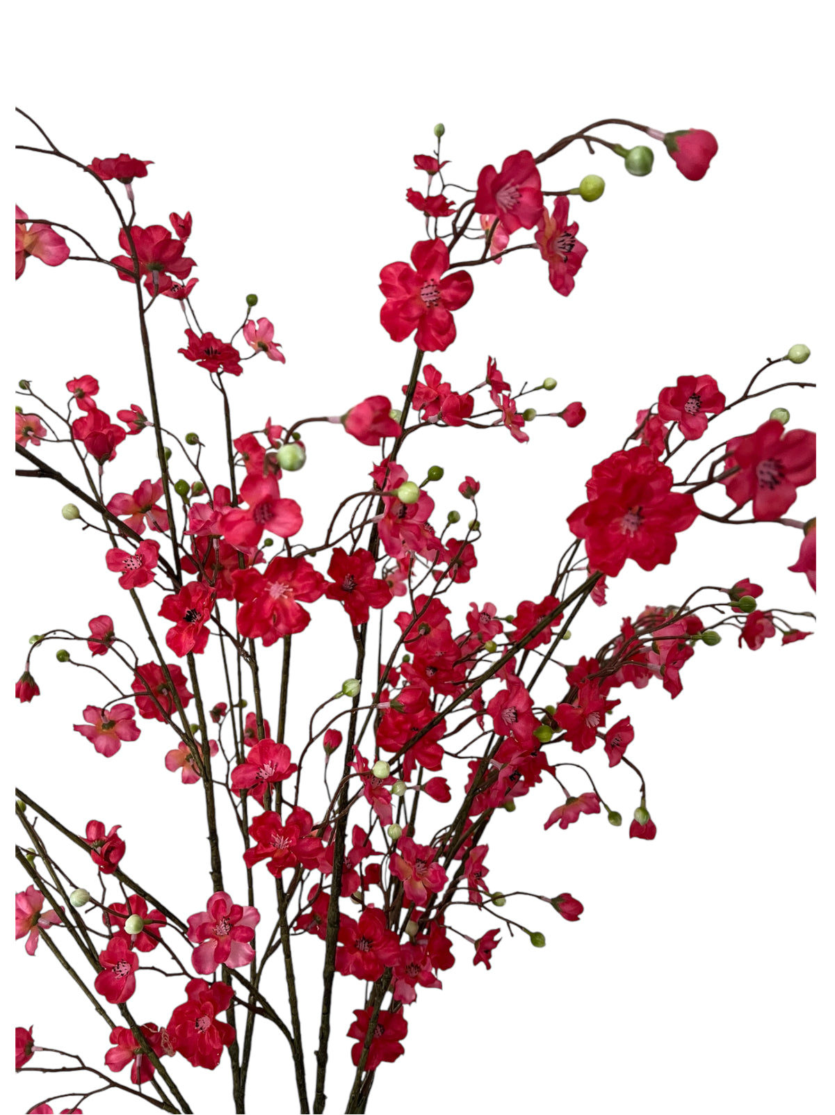 Fuchsia Tallness